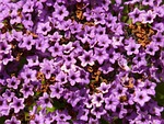 vanilla flower, heliotrope, solstice