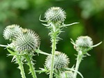 off thistle, carduus acanthoides, prickly thistle