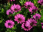 cape basket, osteospermum, cape daisies