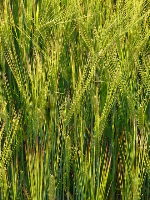 Campo De Cebada Grano Tipo - Foto gratis en Pixabay