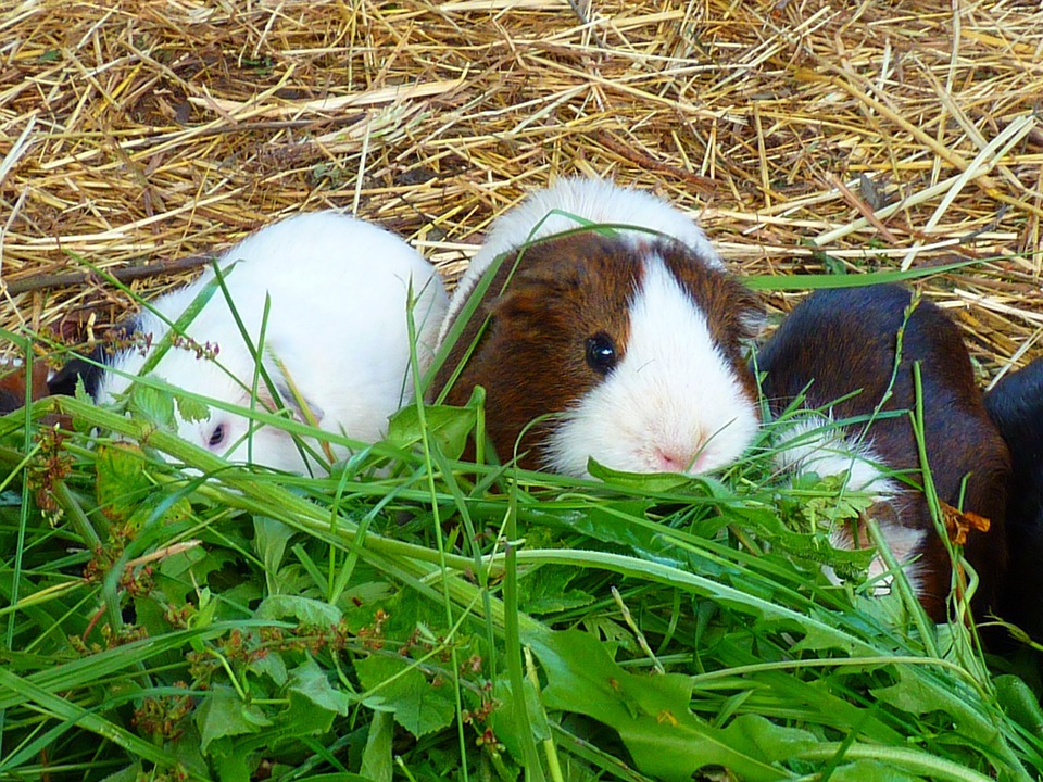 can guinea pigs kill each other
