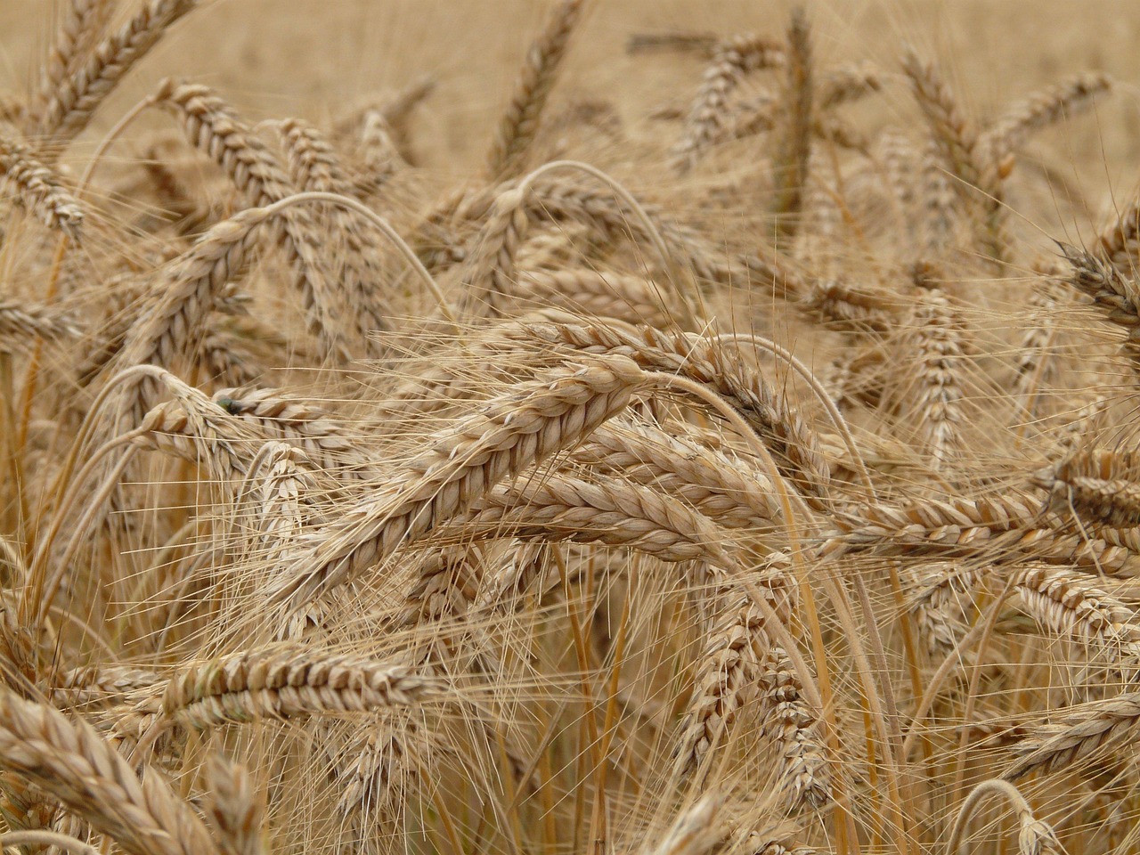 20 000 Free Farm Produce Agriculture Images Pixabay 20 000 Free Farm Produce Agriculture Images Pixabay