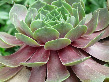 Roof Houseleek, Real Houseleek by Hans Roof Houseleek, Real Houseleek
