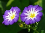 sky blue morning glory, ipomoea tricolor, morning glories