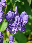 monkshood, aconitum napellus, aconite
