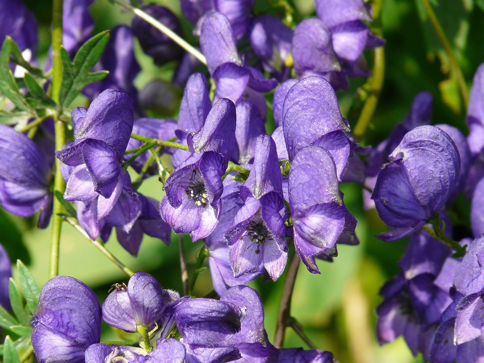 Monkshood, Aconitum Napellus, Aconite, Plant, Blue