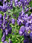 monkshood, aconitum napellus, aconite