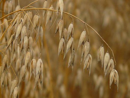 oats-8849__340.jpg