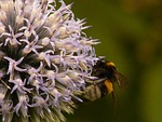 off thistle, carduus acanthoides, prickly thistle