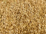 field
