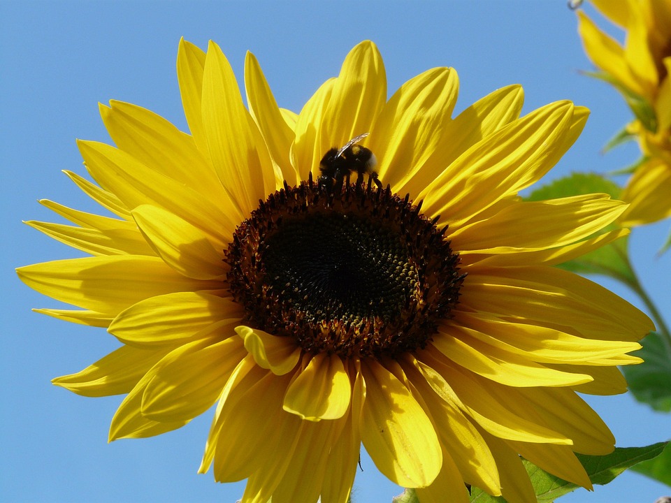 Sonnenblume Helianthus Annuus - Kostenloses Foto auf Pixabay - Pixabay