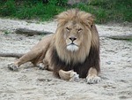 lion