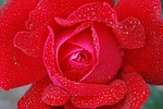 flower, plant, nature