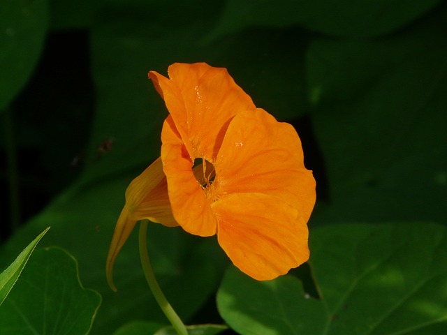 Store Nasturtier, Blomstre