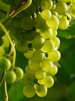 Download 44 Koleksi Wallpaper Wa Buah Gratis Terbaik Download 44 Koleksi Wallpaper Wa Buah Gratis Terbaik