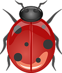 ladybug