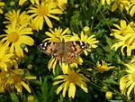 gold eye daisy, yellow strauchmargerite, argyranthemum frutescens