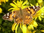 gold eye daisy, yellow strauchmargerite, argyranthemum frutescens
