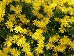 gold eye daisy, yellow strauchmargerite, argyranthemum frutescens