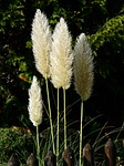 american pampasgras, cortaderia selloana, silver pampasgras