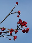 berries, fruits, red