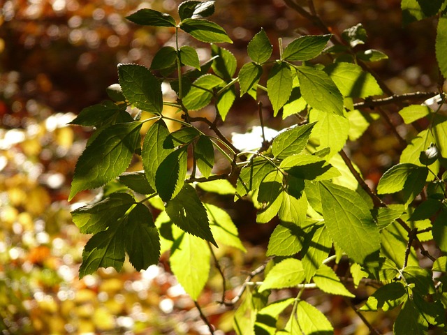Free Black Elder Elder Leaf photo and picture