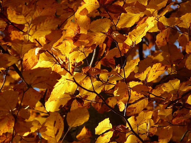 Beech, autumn, leaves and foliage — photo by Hans