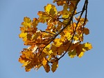 oak leaves, oak, quercus