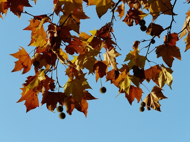 Free Leaves Maple-Leaved Plane Tree photo and picture