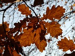 oak leaves, oak, quercus