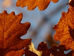 oak leaves, oak, quercus