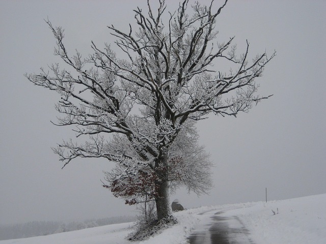 Free Snow Nature photo and picture
