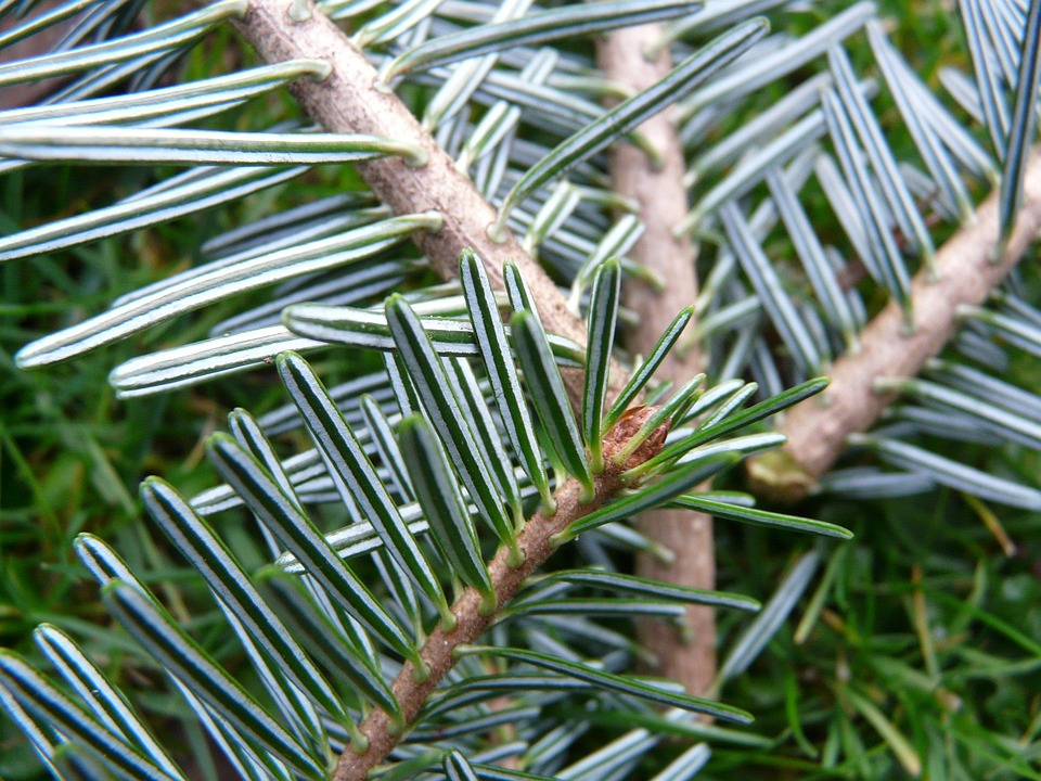 Fir Branch Pine Needles Tree Free photo on Pixabay Pixabay — free download
