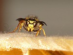 hornet, wasp, insect