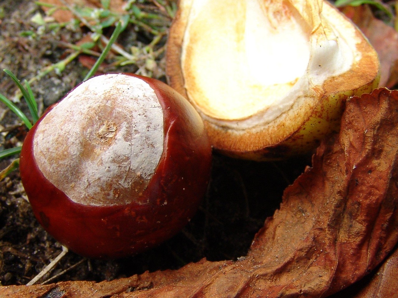 Castaña Bosque - Foto gratis en Pixabay - Pixabay
