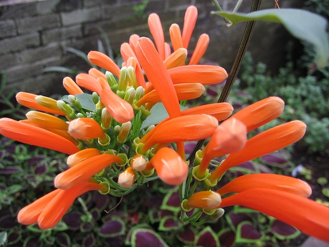 Free Blossoms Nature photo and picture