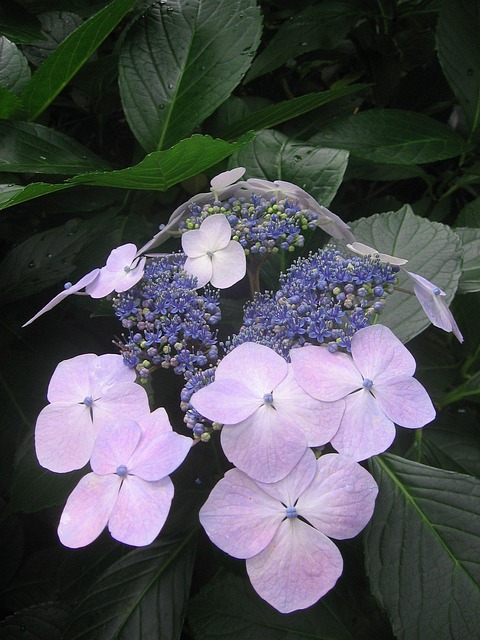 Free Hydrangea Nature photo and picture