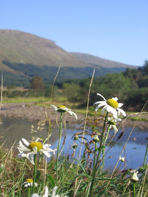 Free Scotland Daisies photo and picture