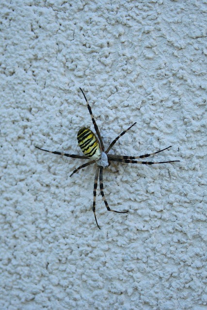 Free Spider Wasp Spider photo and picture