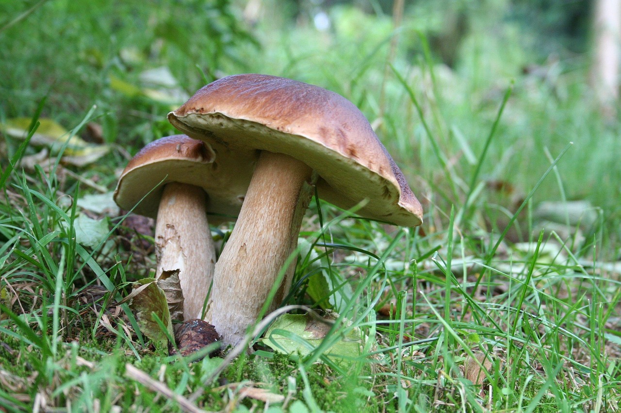 Mushroom Nature Fall Free photo on Pixabay Pixabay