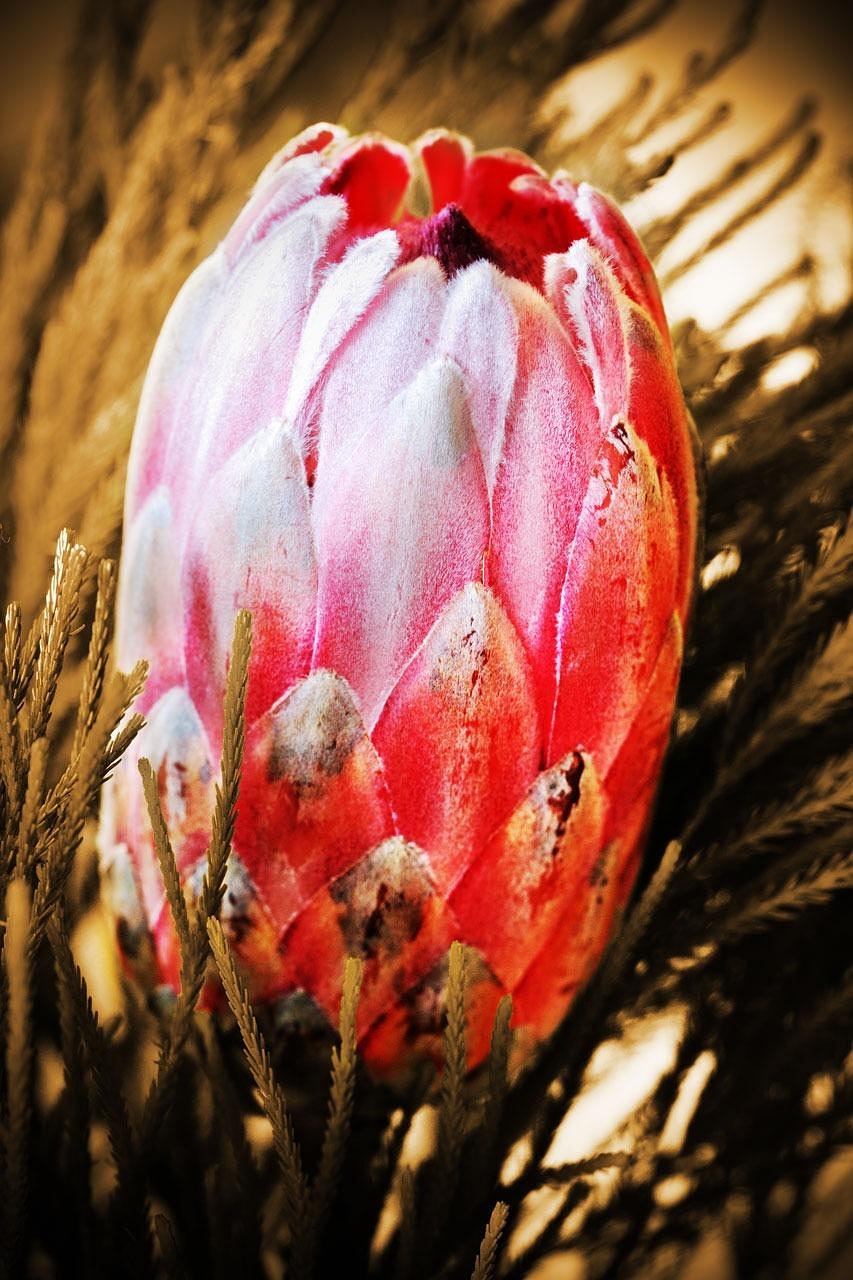 盛开 开花 特写 - Pixabay上的免费照片 - Pixabay