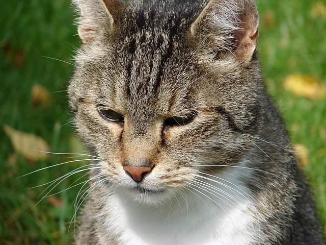 Free Cat Nature photo and picture