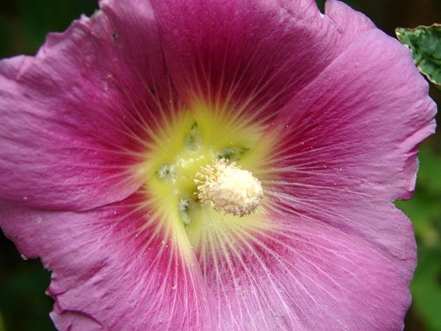 Free Flower Flower Wallpaper photo and picture