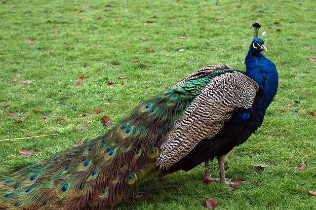 bird