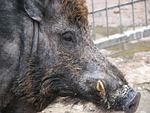 wild boar