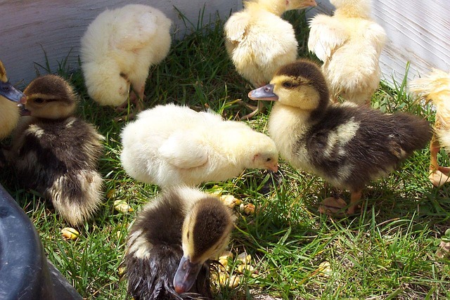 Free Farm Chicks photo and picture