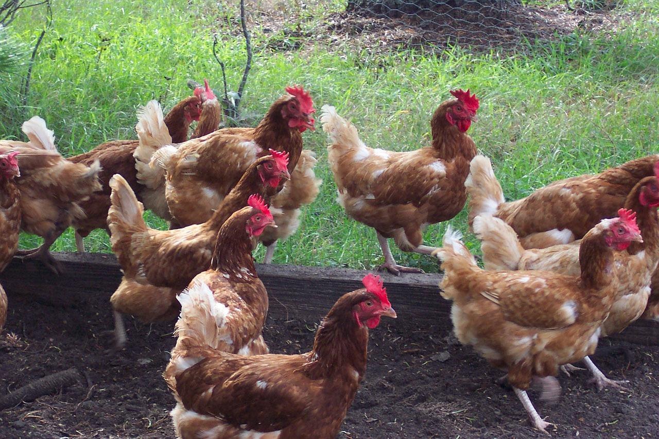 Chicken Hen Fowl · Free photo on Pixabay