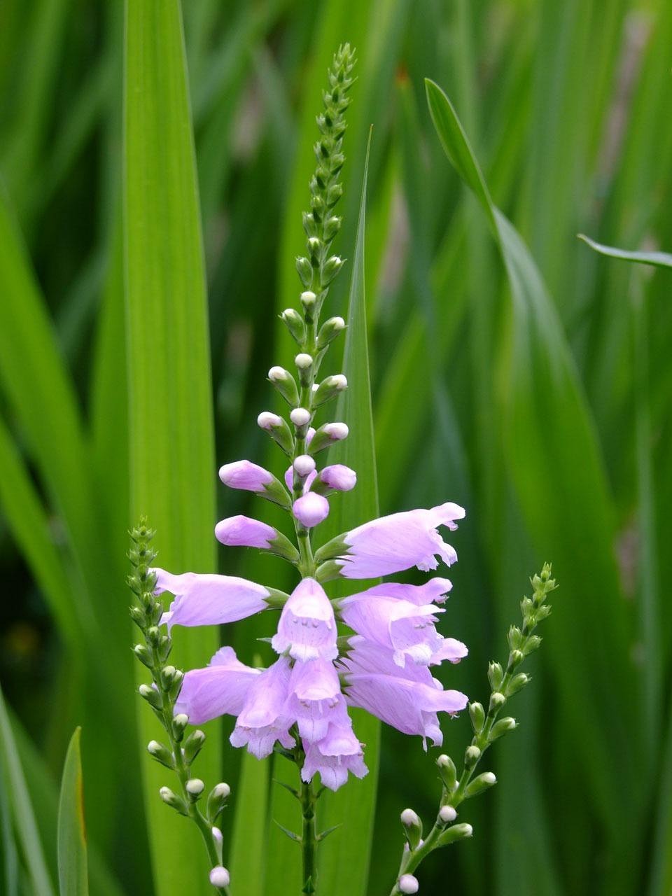 绿色加蓝色的花 garden-14664_1280.jpg