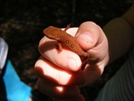 red eft, newt, gecko