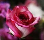 pink rose